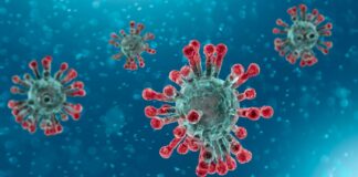 Premio Nobel 2024 per la Medicina a Victor Ambros e Gary Ruvkun per la scoperta del microRna