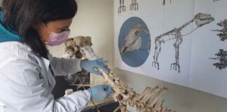 Scavi di Pompei, lo scheletro del cavallo di Maiuri sarà restaurato con nuova tecnologia