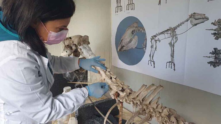 Scavi di Pompei, lo scheletro del cavallo di Maiuri sarà restaurato con nuova tecnologia