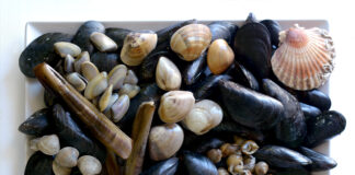 Perle dalle cozze campane, importante studio di una ricercatrice premiata con il premio ‘Nobile’