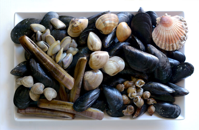 Perle dalle cozze campane, importante studio di una ricercatrice premiata con il premio ‘Nobile’