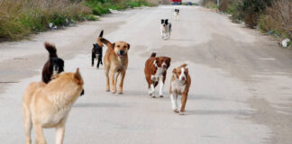Scampia, ritrovati morti tra i rifiuti tre cuccioli di cane