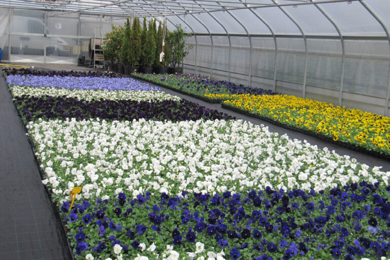 Campania è la terza regione in Italia per la produzione di piante e fiori