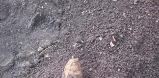 Proiettile della seconda guerra mondiale rinvenuto nel Napoletano