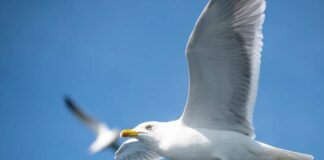 Napoli, gabbiano in picchiata afferra un cagnolino nel bosco di Capodimonte e lo porta via