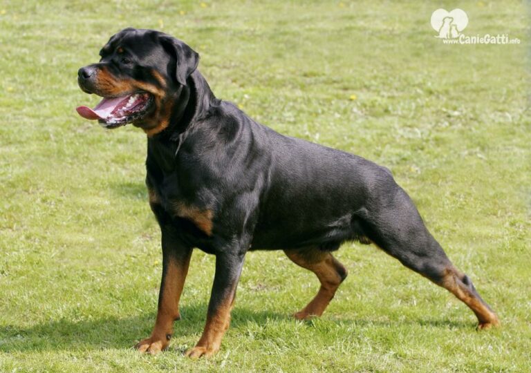 Bambina di tre anni aggredita nel Napoletano da un rottweiler: è in gravissime condizioni