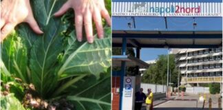 Intossicazione da mandragora nel Napoletano, due ricoverati ancora in ospedale: distrutti sette bancali di spinaci