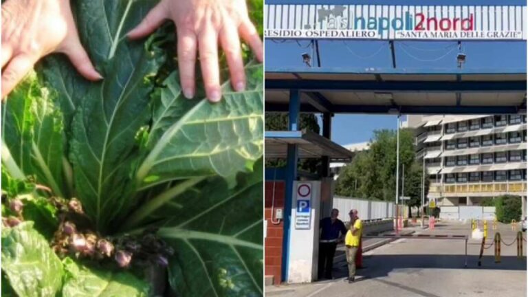 Intossicazione da mandragora nel Napoletano, due ricoverati ancora in ospedale: distrutti sette bancali di spinaci