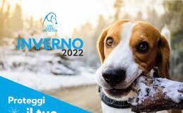 Al via la campagna #donaunacoperta al canile più vicino. Lndc animal protection: “Aiutateci a scaldare gli animali abbandonati”