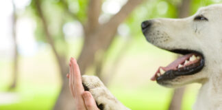 Marcianise, condanna a soli 6 mesi per maltrattamento di animali. Lndc animal protection: “Pena esigua, ma è una vittoria”
