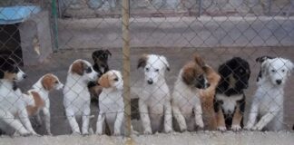 Sequestrati tre canili nel Napoletano, animali malnutriti: accalappiati nel Casertano e in Irpinia