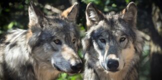 Manovra, dopo i cinghiali nel mirino del governo finiscono i lupi. La lega: “Non sia più specie protetta”