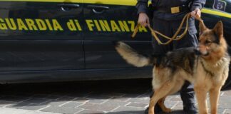 Salerno, “cash dog” della Finanza fiuta 1,8 milioni di contanti: nei guai imprenditore che voleva acquistare le quote della Maxoil di Claudio Lotito