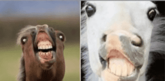 Post e foto choc del sindaco di Grosseto, fotomontaggio di Schlein con un cavallo: “Per 2 euro che volevate Belen?”