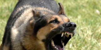 Tragedia a Salerno, anziano trovato morto in casa: azzannato al volto dal suo cane