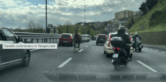 Napoli, cavallo sulla Tangenziale: era fuggito dalle stalle di Agnano