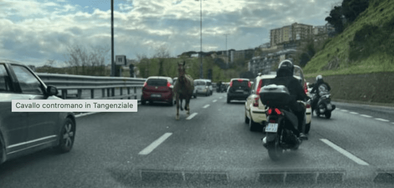 Napoli, cavallo sulla Tangenziale: era fuggito dalle stalle di Agnano