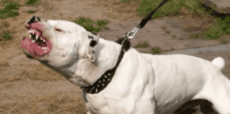 Paura a Salerno, dogo argentino azzanna donna e il suo cagnolino: interviene la polizia