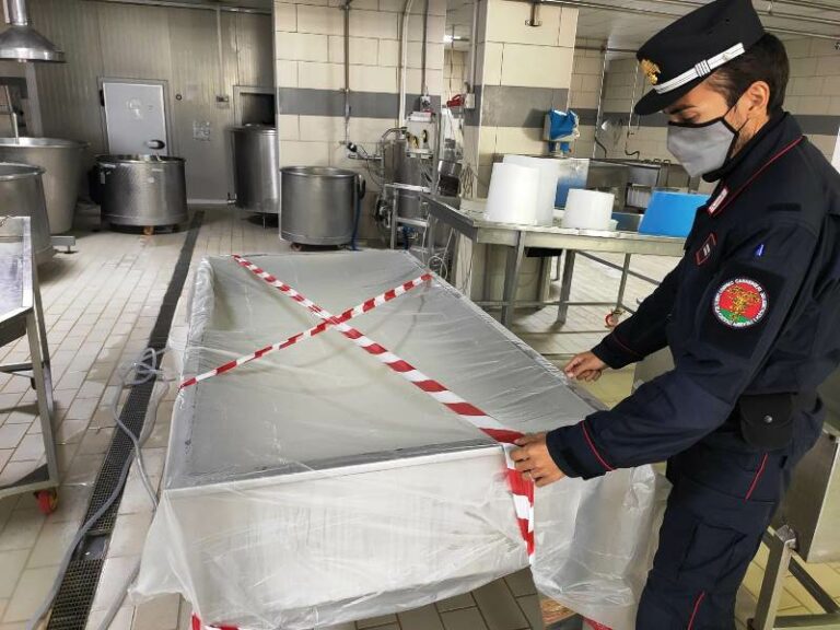 Caserta, titolare azienda a processo: avrebbe venduto latte di bufala non genuino a un caseificio