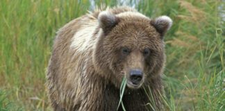 Il Tar di Trento sospende l’uccisione degli orsi Jj4 e Mj5