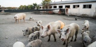 Peste suina in otto regioni, paura per il prosciutto di Parma: Coldiretti lancia l’allarme. E dilaga il virus della lingua blu