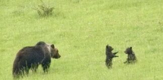 Individuati i due cuccioli dell’orsa Amarena, al lavoro per recuperarli
