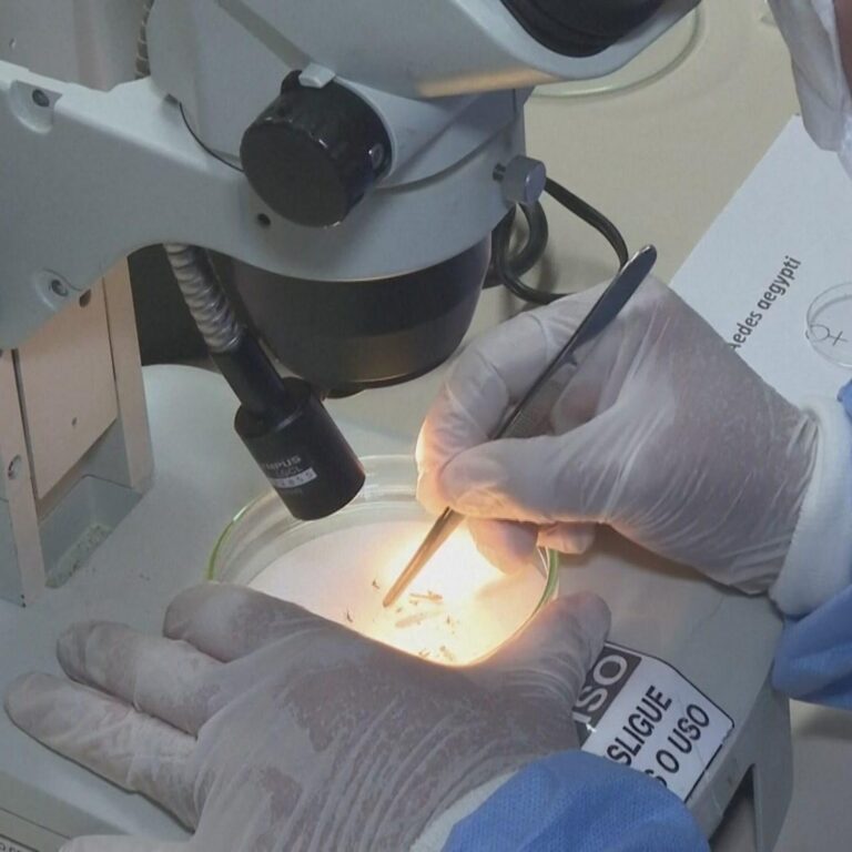Nuova Circolare del Ministero della Salute alle Regioni: “Contro la Dengue sorveglianza e bonifiche”