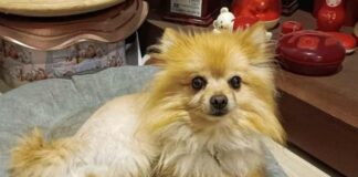 Acerra, restituito a Miriam il cane rubato: “Siamo ladri, ma onesti”