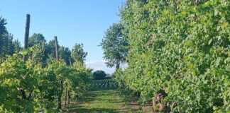 “DiVino Asprinio: il Sapere da Bere e da Gustare” ad Aversa dal 25 al 27 ottobre. Tante associazioni in campo con il comune