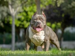 Eboli, bimbo di 13 mesi ucciso da un pitbull: indagati i proprietari per negligenza e imprudenza