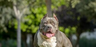 Eboli, bimbo di 13 mesi ucciso da un pitbull: indagati i proprietari per negligenza e imprudenza