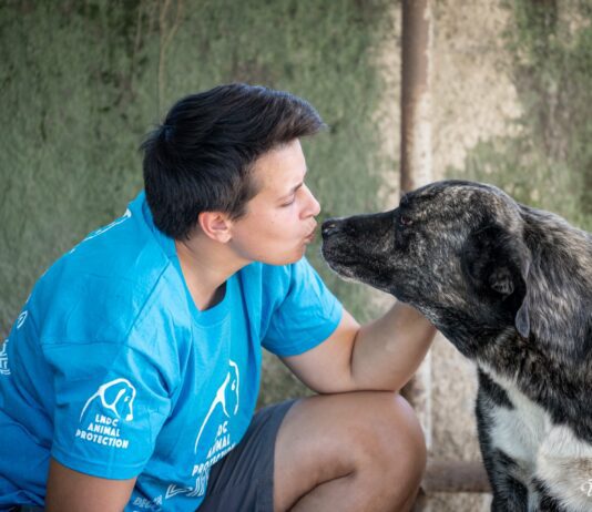 Sant’Anastasia, cane abbandonato e maltrattato. Lndc animal protection: “Inaccettabile riaffidarlo alla proprietaria, chiediamo il sequestro immediato”