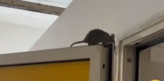 Orta di Atella, topi e escrementi nelle aule del plesso Novio Atellano: docenti e alunni in fuga. Ma per l’assessore Pellino è tutto ok