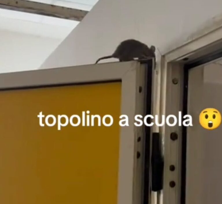 Orta di Atella, topi e escrementi nelle aule del plesso Novio Atellano: docenti e alunni in fuga. Ma per l’assessore Pellino è tutto ok