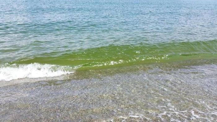 L’invasione delle alghe, il mare della Puglia il più colpito: provocano patologie respiratorie, febbre e nausea