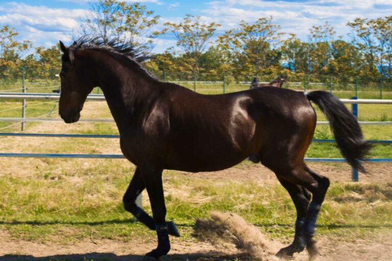 Morto Varenne, il miglior cavallo trottatore di tutti i tempi: aveva 31 anni